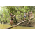 Team 61 / Raid l'Arbre Vert  Cambodge - Course Orientation