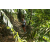 Team 01 / Raid l'Arbre Vert Amazones Bali