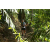 Team 01 / Raid l'Arbre Vert Amazones Bali