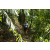 Team 01 / Raid l'Arbre Vert Amazones Bali