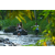 Team 03 / Raid l'Arbre Vert Amazones Bali