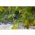 Team 08 / Raid l'Arbre Vert Amazones Bali