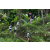 Team 11 / Raid l'Arbre Vert Amazones Bali