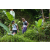 Team 26 / Raid l'Arbre Vert Amazones Bali