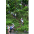 Team 14 / Raid l'Arbre Vert Amazones Bali