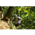Team 16 / Raid l'Arbre Vert Amazones Bali