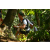 Team 37 / Raid l'Arbre Vert Amazones Bali