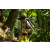 Team 37 / Raid l'Arbre Vert Amazones Bali