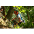 Team 38 / Raid l'Arbre Vert Amazones Bali