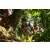 Team 28 / Raid l'Arbre Vert Amazones Bali