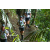 Team 21 / Raid l'Arbre Vert Amazones Bali