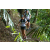 Team 42 / Raid l'Arbre Vert Amazones Bali
