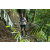 Team 35 / Raid l'Arbre Vert Amazones Bali
