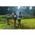 Team 71 / Raid l'Arbre Vert Amazones Bali