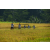 Team 69 / Raid l'Arbre Vert Amazones Bali