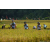 Team 53 / Raid l'Arbre Vert Amazones Bali
