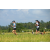 Team 67 / Raid l'Arbre Vert Amazones Bali