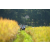 Team 56 / Raid l'Arbre Vert Amazones Bali