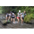 Team 15 / Raid l'Arbre Vert Amazones Bali