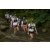 Team 22 / Raid l'Arbre Vert Amazones Bali