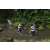 Team 30 / Raid l'Arbre Vert Amazones Bali