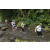Team 36 / Raid l'Arbre Vert Amazones Bali