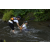 Team 66 / Raid l'Arbre Vert Amazones Bali