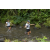 Team 69 / Raid l'Arbre Vert Amazones Bali