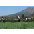 Team 13 / Raid l'Arbre Vert Amazones Bali - Triathlon