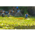 Team 66 / Raid l'Arbre Vert Amazones Bali - Triathlon