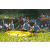 Team 38 / Raid l'Arbre Vert Amazones Bali - Triathlon