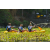 Team 45 / Raid l'Arbre Vert Amazones Bali - Triathlon
