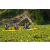 Team 53 / Raid l'Arbre Vert Amazones Bali - Triathlon