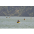 Raid l'Arbre Vert Amazones Bali - Triathlon