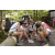 Team 50 / Raid l'Arbre Vert Amazones Bali - Chasse au Tr&eacute;sor
