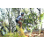 Team 35 / Raid l'Arbre Vert Amazones Bali - VTT