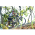 Team 21 / Raid l'Arbre Vert Amazones Bali - VTT