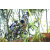 Team 10 / Raid l'Arbre Vert Amazones Bali - VTT