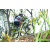 Team 50 / Raid l'Arbre Vert Amazones Bali - VTT