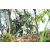 Team 41 / Raid l'Arbre Vert Amazones Bali - VTT