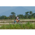 Team 05 / Raid l'Arbre Vert Amazones Bali - VTT