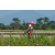 Team 05 / Raid l'Arbre Vert Amazones Bali - VTT