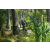 Team 67 / Raid l'Arbre Vert Amazones Bali - VTT