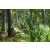 Team 50 / Raid l'Arbre Vert Amazones Bali - VTT