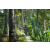 Team 50 / Raid l'Arbre Vert Amazones Bali - VTT