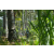 Team 30 / Raid l'Arbre Vert Amazones Bali - VTT