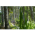 Team 26 / Raid l'Arbre Vert Amazones Bali - VTT
