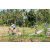 Team 66 / Raid l'Arbre Vert Amazones Bali - VTT