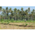 Team 38 / Raid l'Arbre Vert Amazones Bali - VTT