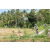 Team 38 / Raid l'Arbre Vert Amazones Bali - VTT